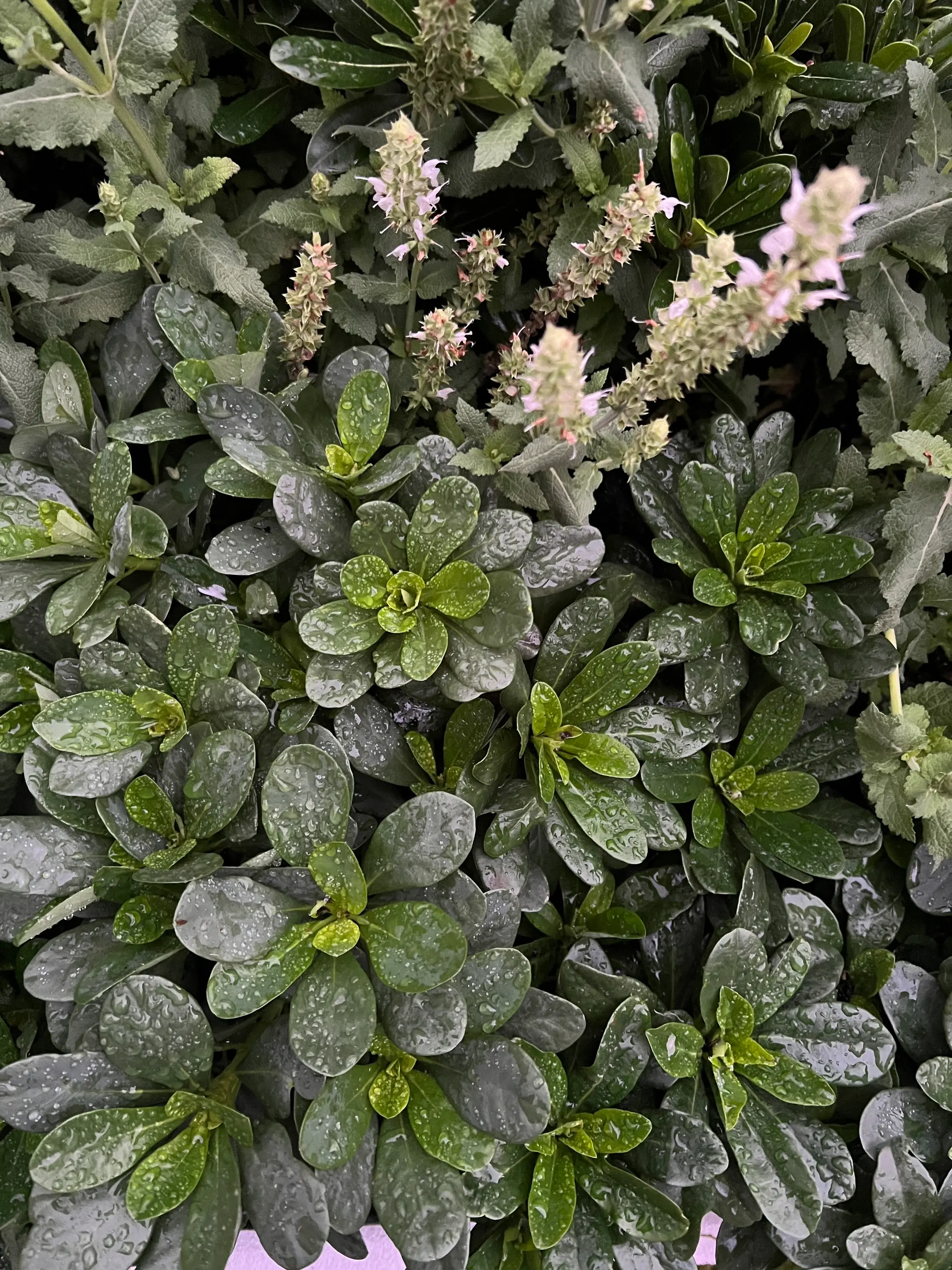 Brighton Brick House project detail 4