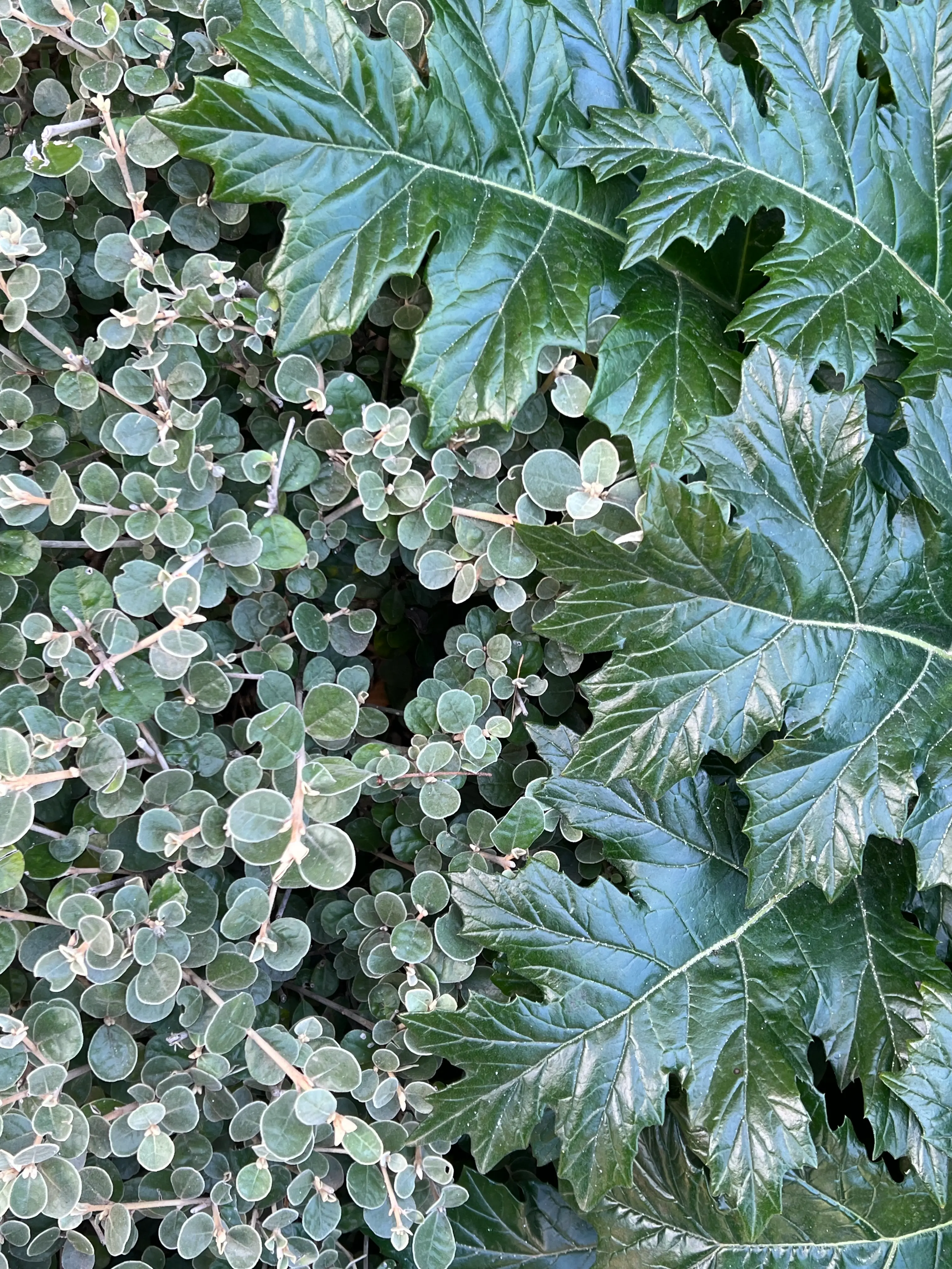 Brighton Brick House project detail 5