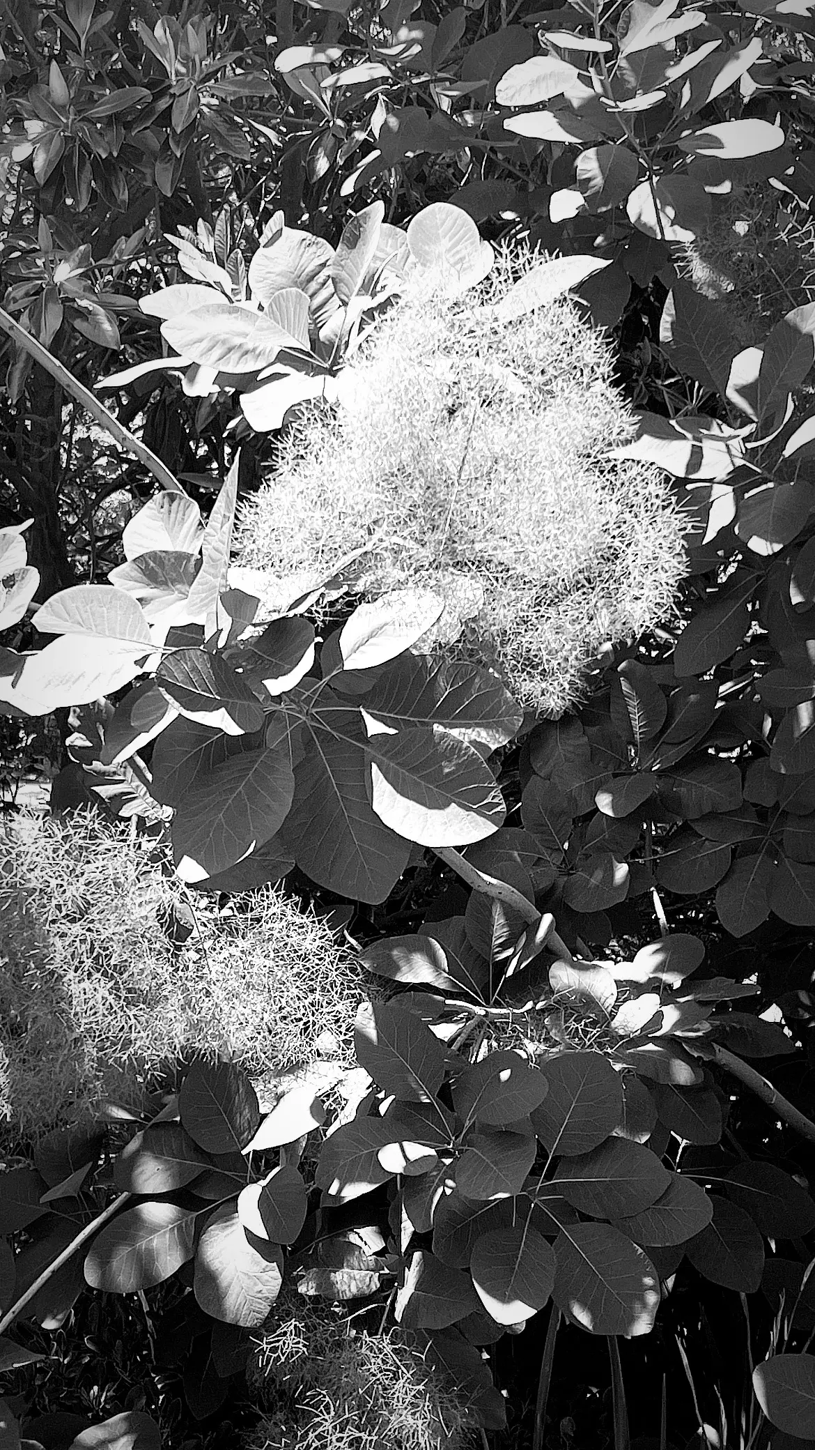 Brunswick East Courtyard demonstrating design process with minimalist courtyard