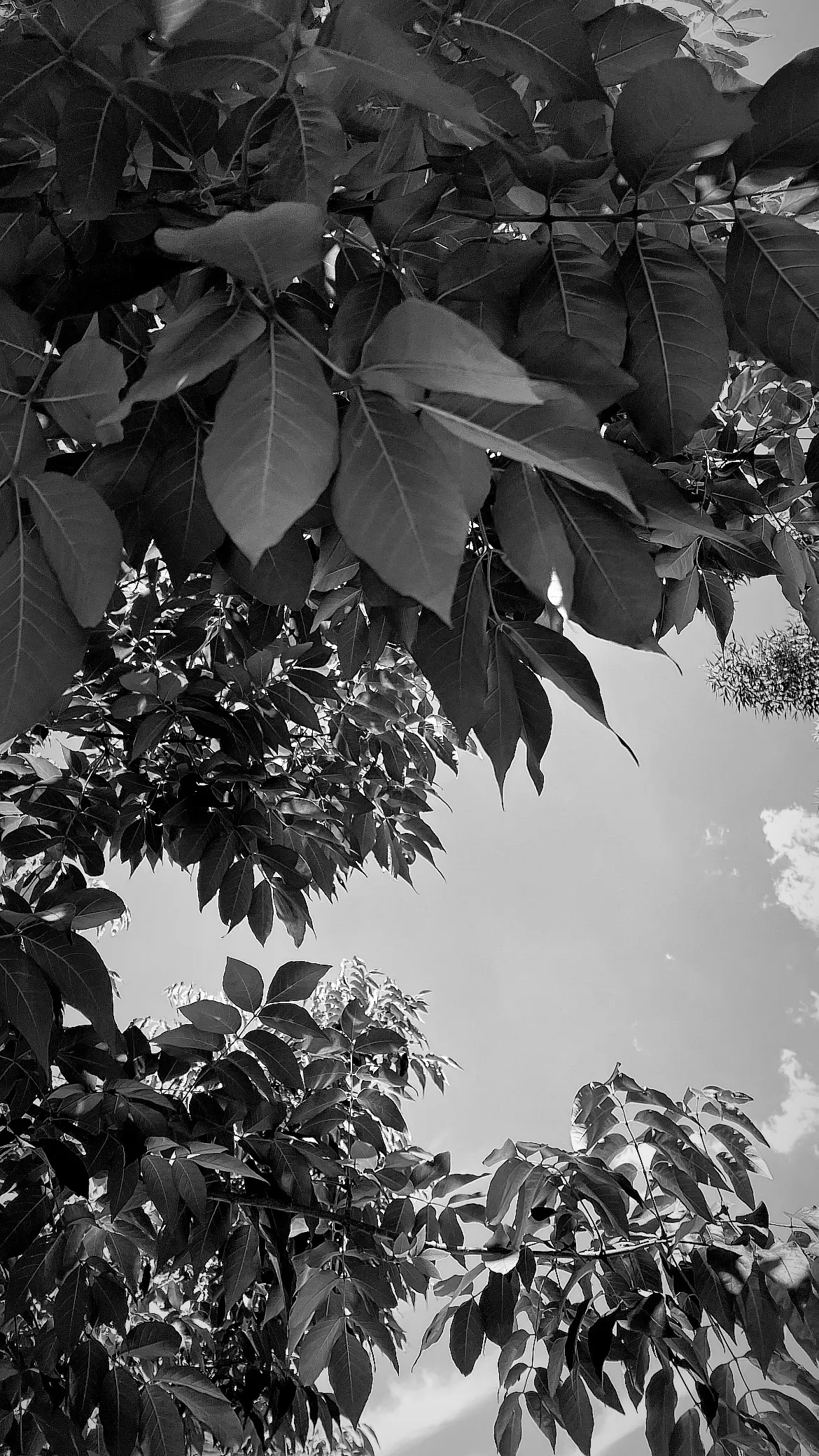 Brunswick East Courtyard project detail 4