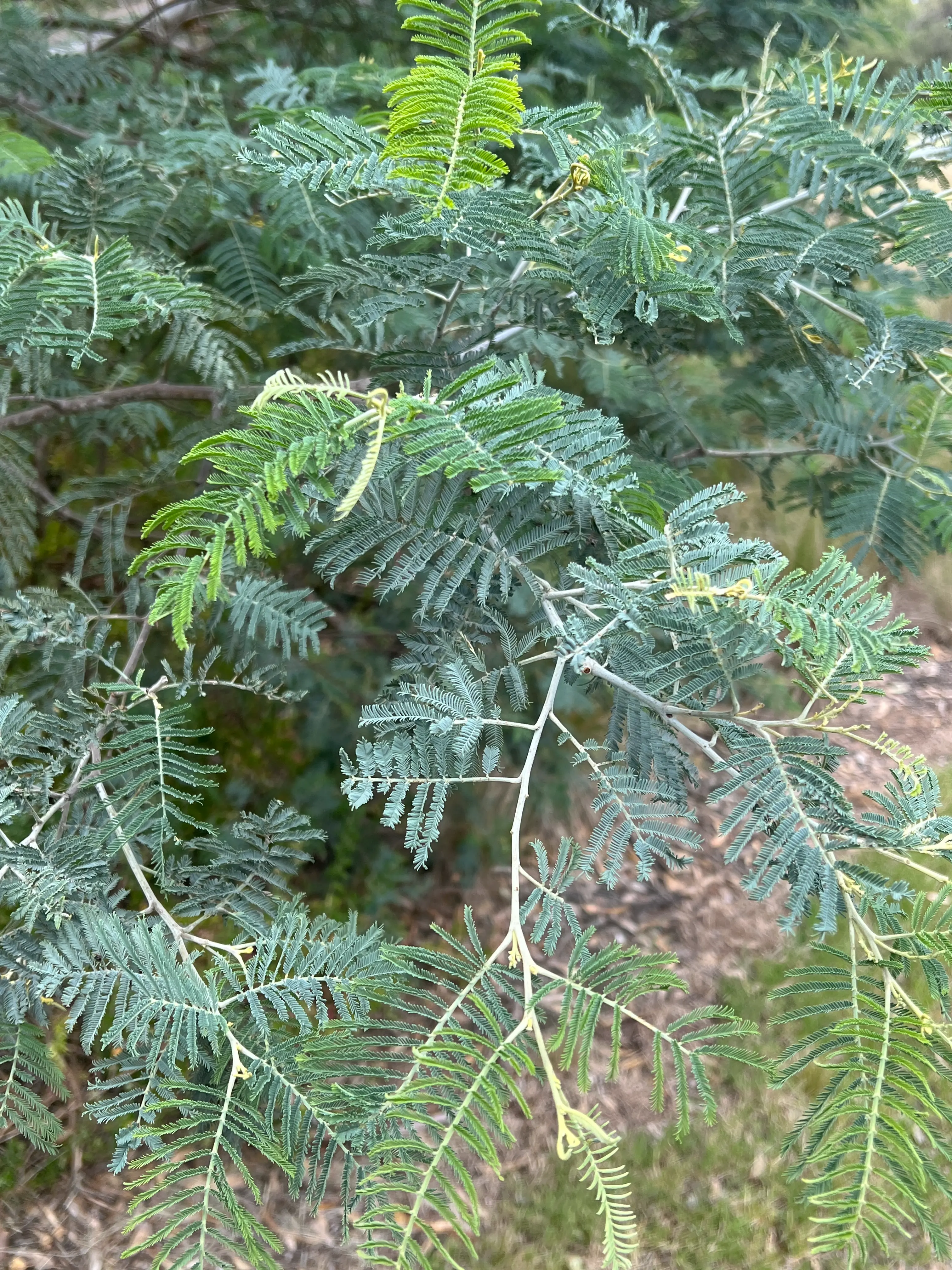 Brunswick East Courtyard project detail 5