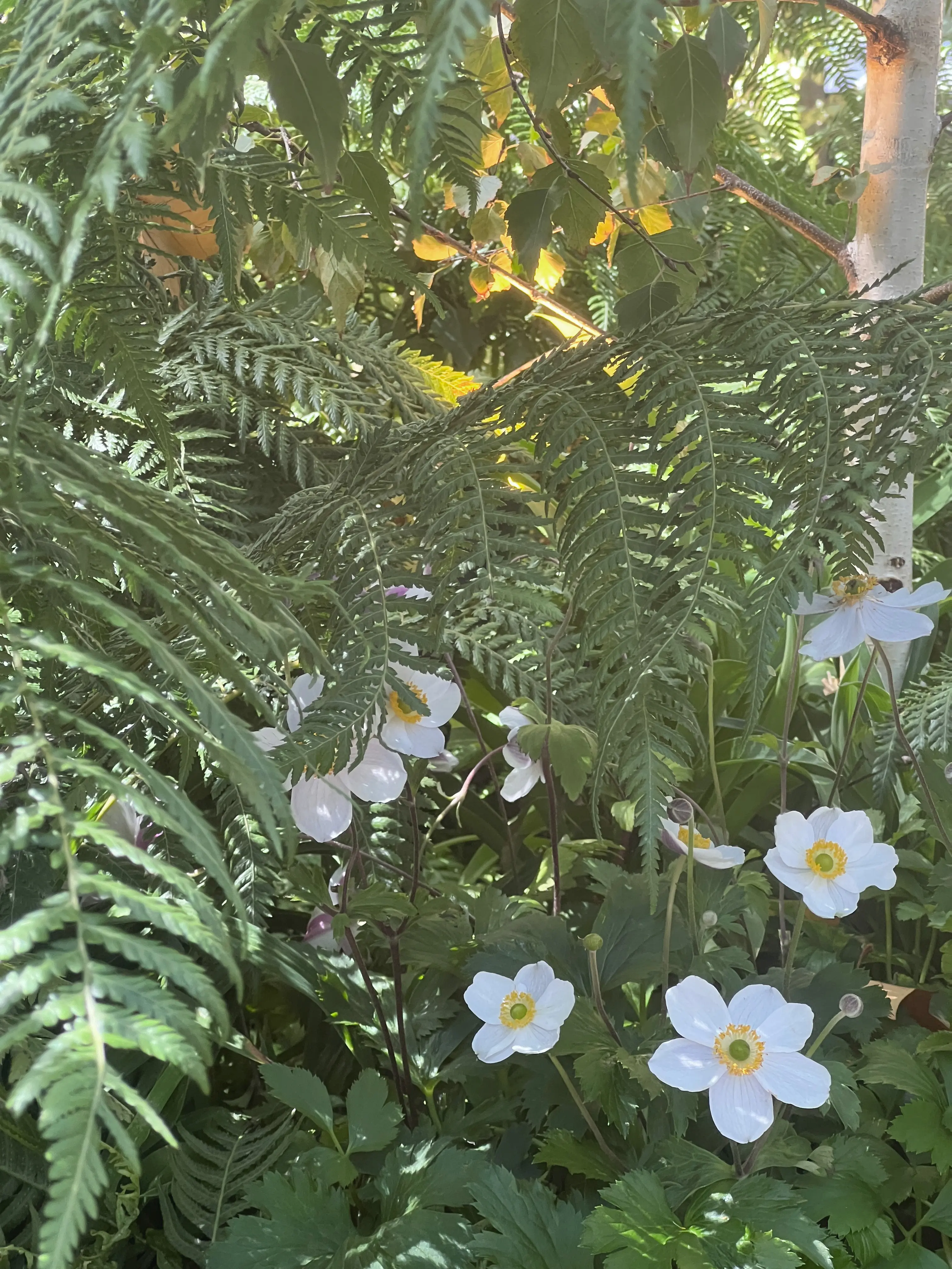 Hawthorn Courtyard project detail 3