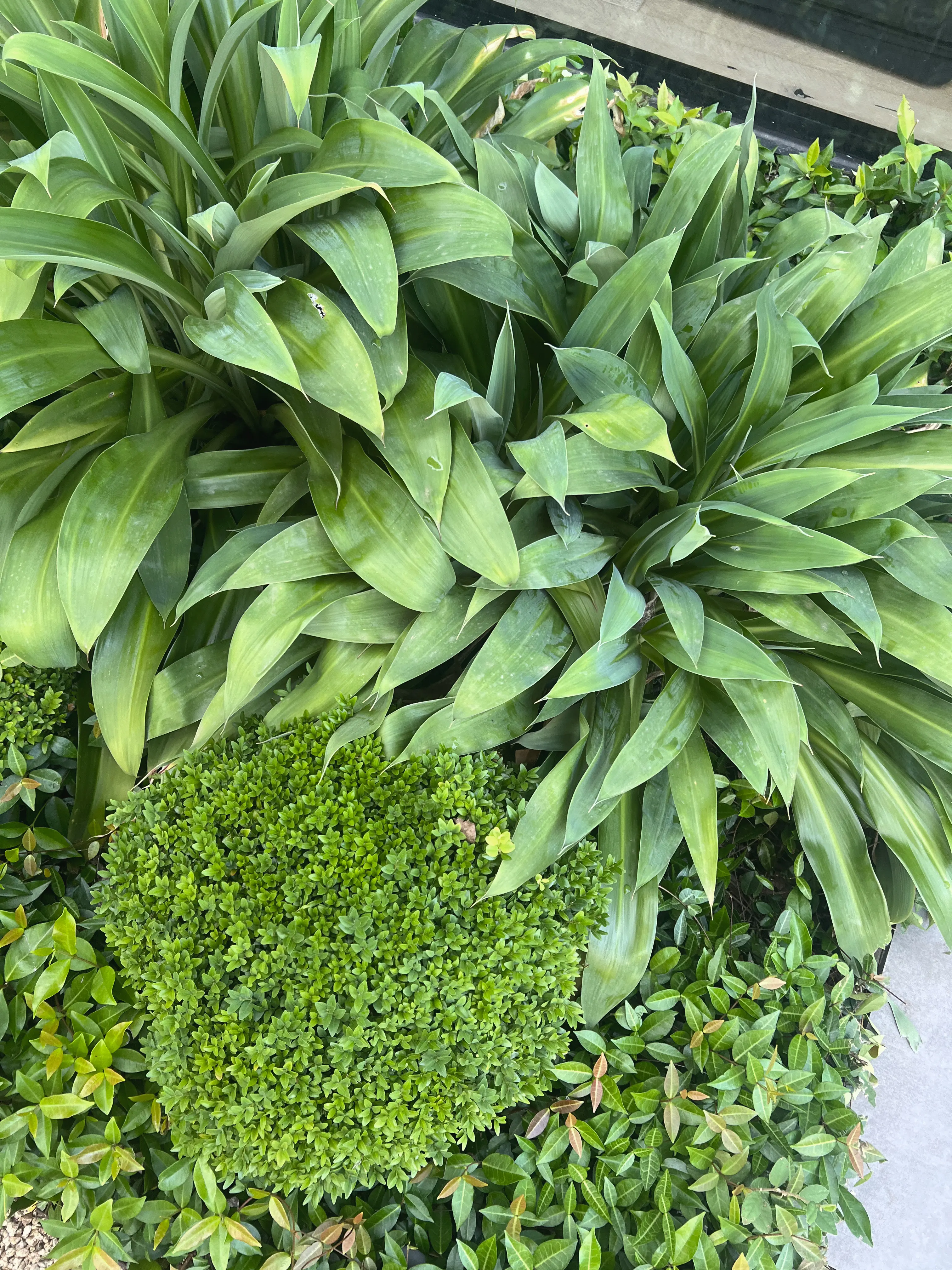 Hawthorn Courtyard project detail 4