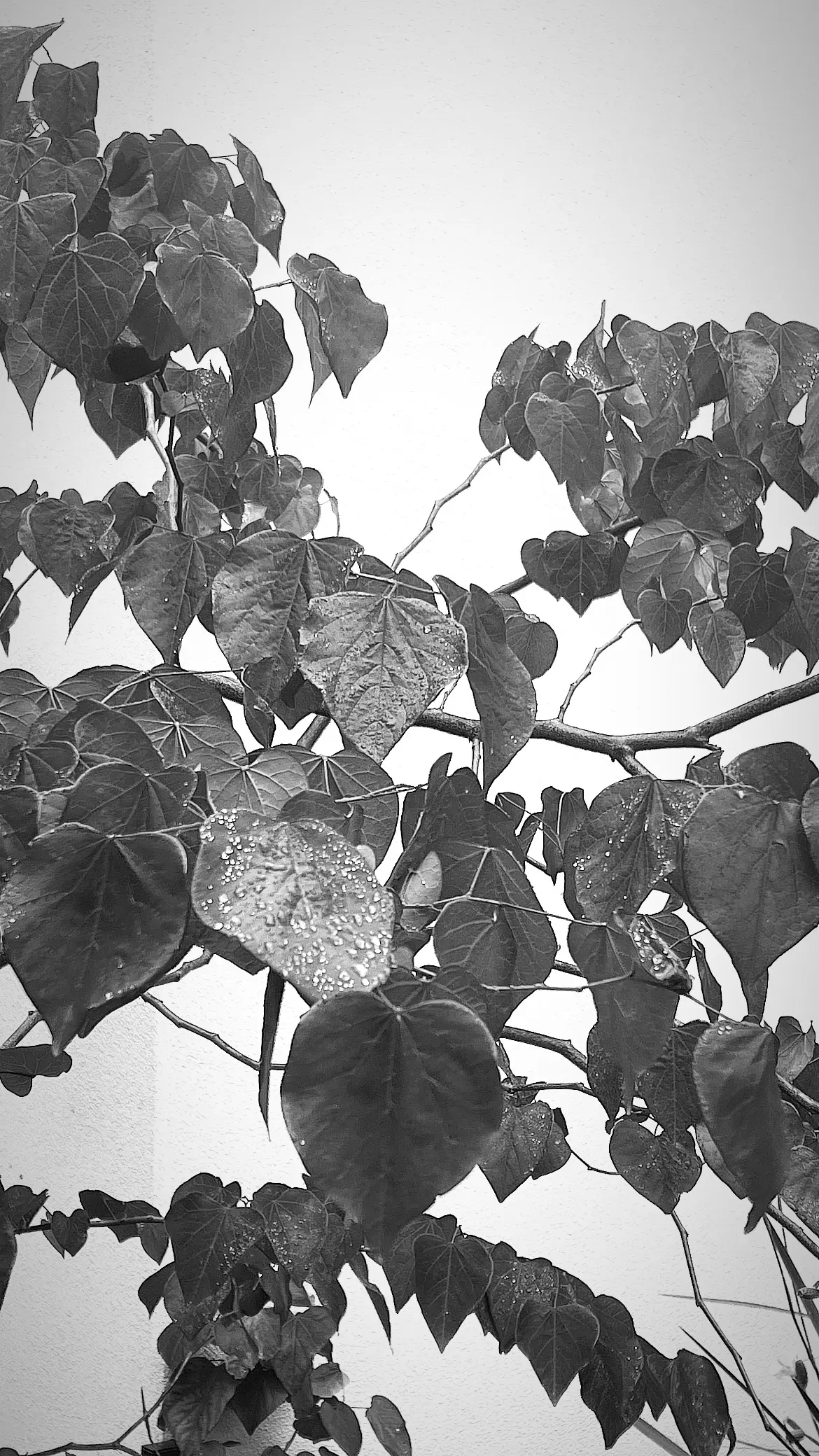 Hawthorn Courtyard project detail 5