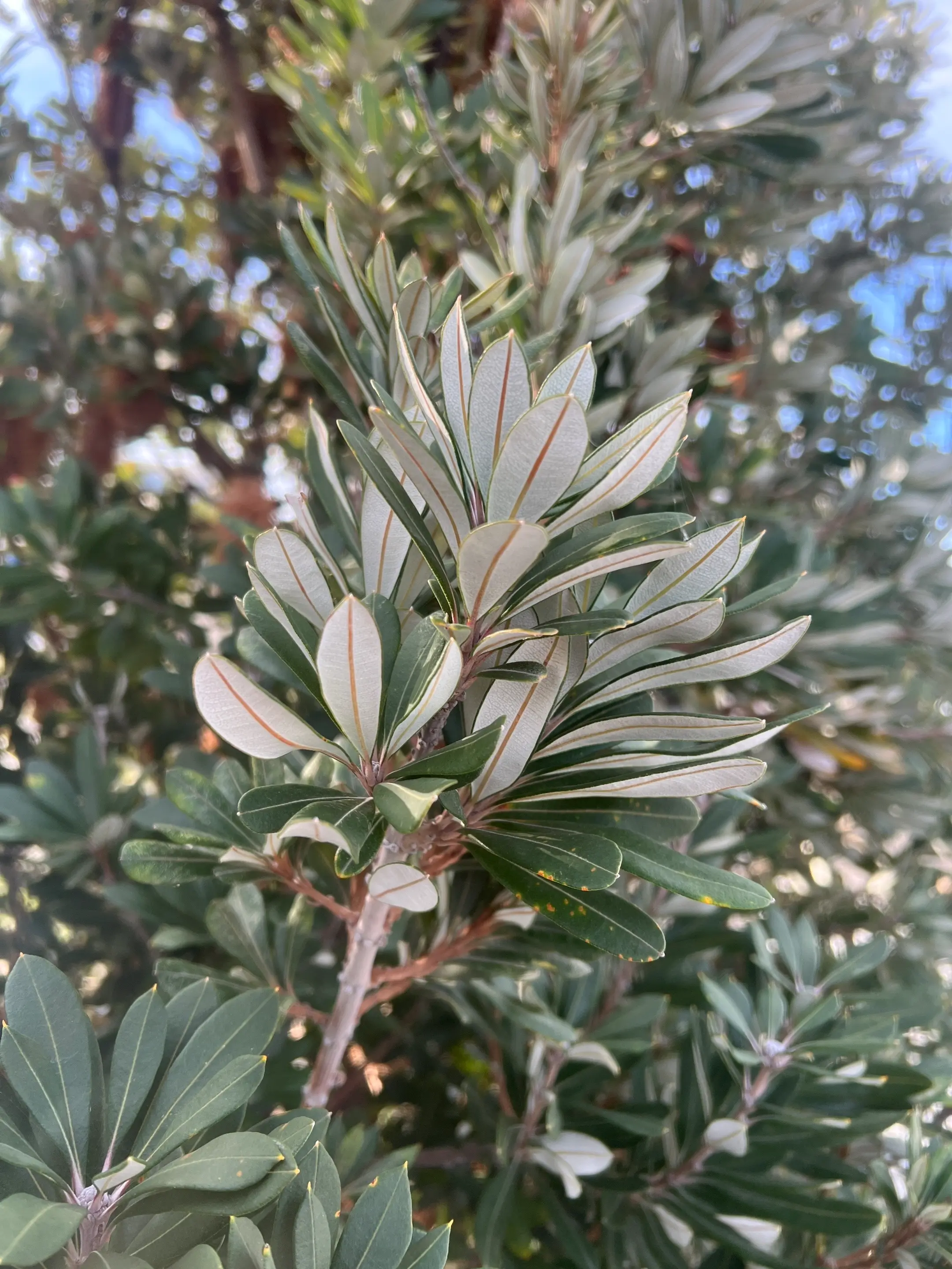 Rye Beach Home project detail 4